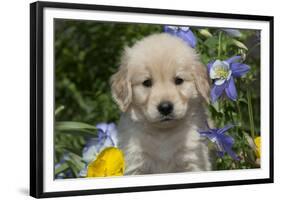 Golden Retriever-Lynn M^ Stone-Framed Photographic Print