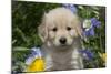 Golden Retriever-Lynn M^ Stone-Mounted Photographic Print