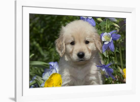 Golden Retriever-Lynn M^ Stone-Framed Photographic Print