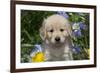 Golden Retriever-Lynn M^ Stone-Framed Photographic Print