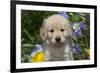 Golden Retriever-Lynn M^ Stone-Framed Photographic Print