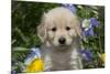 Golden Retriever-Lynn M^ Stone-Mounted Photographic Print