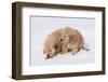 Golden Retriever-Lynn M^ Stone-Framed Photographic Print