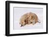 Golden Retriever-Lynn M^ Stone-Framed Photographic Print