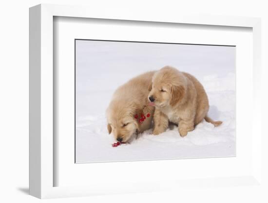 Golden Retriever-Lynn M^ Stone-Framed Photographic Print