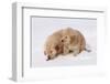 Golden Retriever-Lynn M^ Stone-Framed Photographic Print