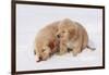 Golden Retriever-Lynn M^ Stone-Framed Photographic Print