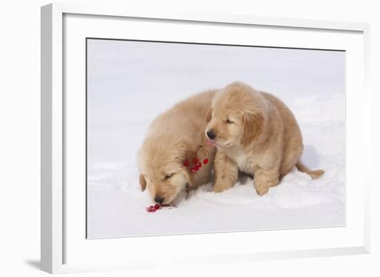 Golden Retriever-Lynn M^ Stone-Framed Photographic Print