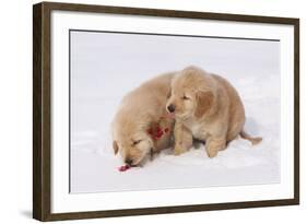 Golden Retriever-Lynn M^ Stone-Framed Photographic Print