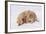 Golden Retriever-Lynn M^ Stone-Framed Photographic Print