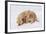 Golden Retriever-Lynn M^ Stone-Framed Photographic Print