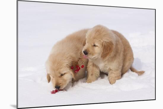 Golden Retriever-Lynn M^ Stone-Mounted Photographic Print