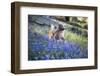 Golden Retriever-Lynn M^ Stone-Framed Photographic Print