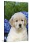 Golden Retriever-Lynn M^ Stone-Stretched Canvas