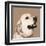 Golden Retriever-Emily Burrowes-Framed Art Print