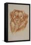 Golden Retriever-Barbara Keith-Framed Stretched Canvas