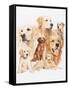 Golden Retriever-Barbara Keith-Framed Stretched Canvas