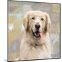 Golden Retriever-Keri Rodgers-Mounted Art Print