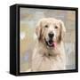 Golden Retriever-Keri Rodgers-Framed Stretched Canvas