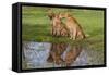 Golden Retrievers (Females and Male on Right) Sitting at Edge of Pool, St. Charles, Illinois, USA-Lynn M^ Stone-Framed Stretched Canvas