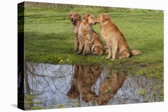 Golden Retrievers (Females and Male on Right) Sitting at Edge of Pool, St. Charles, Illinois, USA-Lynn M^ Stone-Stretched Canvas