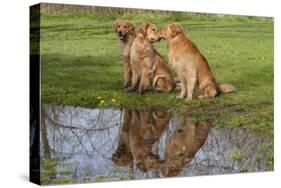 Golden Retrievers (Females and Male on Right) Sitting at Edge of Pool, St. Charles, Illinois, USA-Lynn M^ Stone-Stretched Canvas