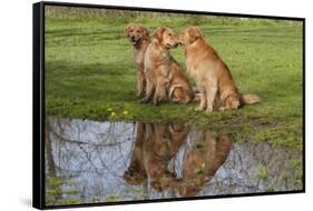 Golden Retrievers (Females and Male on Right) Sitting at Edge of Pool, St. Charles, Illinois, USA-Lynn M^ Stone-Framed Stretched Canvas