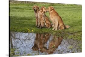 Golden Retrievers (Females and Male on Right) Sitting at Edge of Pool, St. Charles, Illinois, USA-Lynn M^ Stone-Stretched Canvas