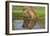 Golden Retrievers (Females and Male on Right) Sitting at Edge of Pool, St. Charles, Illinois, USA-Lynn M^ Stone-Framed Photographic Print