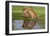 Golden Retrievers (Females and Male on Right) Sitting at Edge of Pool, St. Charles, Illinois, USA-Lynn M^ Stone-Framed Photographic Print