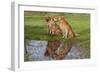 Golden Retrievers (Females and Male on Right) Sitting at Edge of Pool, St. Charles, Illinois, USA-Lynn M^ Stone-Framed Photographic Print