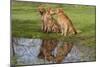 Golden Retrievers (Females and Male on Right) Sitting at Edge of Pool, St. Charles, Illinois, USA-Lynn M^ Stone-Mounted Photographic Print