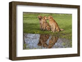 Golden Retrievers (Females and Male on Right) Sitting at Edge of Pool, St. Charles, Illinois, USA-Lynn M^ Stone-Framed Photographic Print