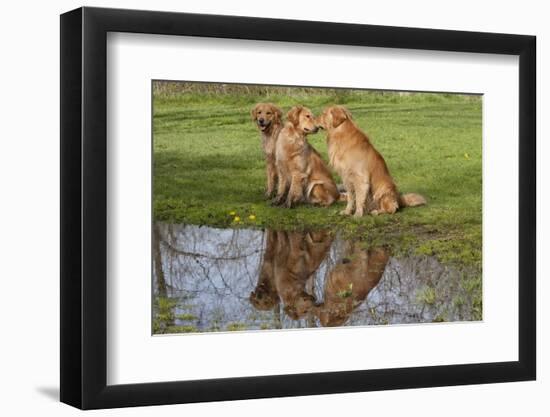 Golden Retrievers (Females and Male on Right) Sitting at Edge of Pool, St. Charles, Illinois, USA-Lynn M^ Stone-Framed Photographic Print