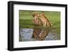 Golden Retrievers (Females and Male on Right) Sitting at Edge of Pool, St. Charles, Illinois, USA-Lynn M^ Stone-Framed Photographic Print