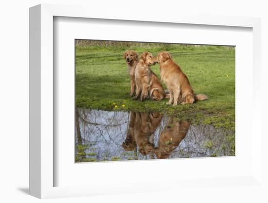 Golden Retrievers (Females and Male on Right) Sitting at Edge of Pool, St. Charles, Illinois, USA-Lynn M^ Stone-Framed Photographic Print