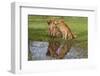 Golden Retrievers (Females and Male on Right) Sitting at Edge of Pool, St. Charles, Illinois, USA-Lynn M^ Stone-Framed Photographic Print