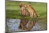 Golden Retrievers (Females and Male on Right) Sitting at Edge of Pool, St. Charles, Illinois, USA-Lynn M^ Stone-Mounted Photographic Print