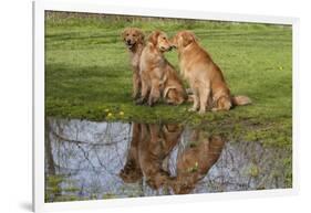 Golden Retrievers (Females and Male on Right) Sitting at Edge of Pool, St. Charles, Illinois, USA-Lynn M^ Stone-Framed Photographic Print