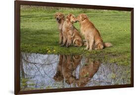 Golden Retrievers (Females and Male on Right) Sitting at Edge of Pool, St. Charles, Illinois, USA-Lynn M^ Stone-Framed Photographic Print