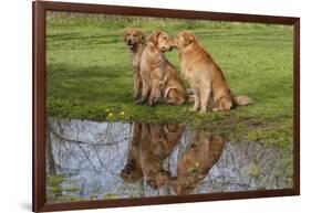 Golden Retrievers (Females and Male on Right) Sitting at Edge of Pool, St. Charles, Illinois, USA-Lynn M^ Stone-Framed Photographic Print