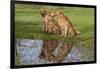 Golden Retrievers (Females and Male on Right) Sitting at Edge of Pool, St. Charles, Illinois, USA-Lynn M^ Stone-Framed Photographic Print