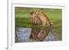 Golden Retrievers (Females and Male on Right) Sitting at Edge of Pool, St. Charles, Illinois, USA-Lynn M^ Stone-Framed Photographic Print