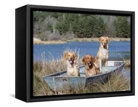 Golden Retrievers in Boat, USA-Lynn M^ Stone-Framed Stretched Canvas