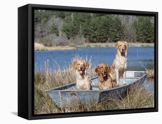 Golden Retrievers in Boat, USA-Lynn M^ Stone-Framed Stretched Canvas