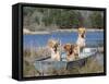 Golden Retrievers in Boat, USA-Lynn M^ Stone-Framed Stretched Canvas
