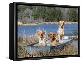 Golden Retrievers in Boat, USA-Lynn M^ Stone-Framed Stretched Canvas