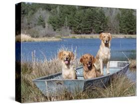 Golden Retrievers in Boat, USA-Lynn M^ Stone-Stretched Canvas