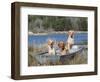 Golden Retrievers in Boat, USA-Lynn M^ Stone-Framed Premium Photographic Print