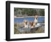 Golden Retrievers in Boat, USA-Lynn M^ Stone-Framed Premium Photographic Print